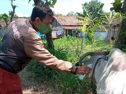 1.420 Sapi di Brebes Terjangkit Penyakit Lato-lato