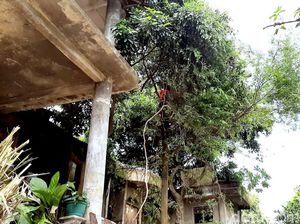 Tim Damkar-Petugas Kesehatan Bersihkan Rumah Dokter Wayan