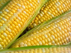 5 Sayuran Tinggi Protein Bisa Gantikan Konsumsi Telur, Cocok Buat Vegan!