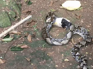 Kaget Zaenal Saat Lihat Ular Piton Menyantap Ayam Peliharaannya