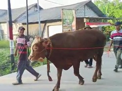 Seserahan Nikah Sultan Sapi hingga Mobil di Tuban Capai Rp 400 Juta
