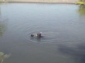 Hilang Semalaman, ABG Ditemukan Tewas di Dasar Muara Jembrana