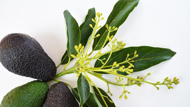 Fresh green avocados with leaves on rustic white background