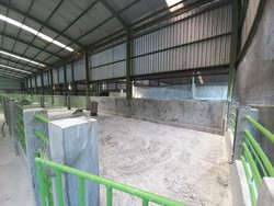 600 Ekor Babi Mati Mendadak di Desa Bila, Distan Sulit Cari Tahu Penyebabnya