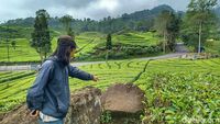 Kebun Teh Ciwidey yang Tenang Dibikin Gempar oleh Wanita Bercadar Pamer Kelamin