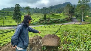 Kebun Teh Ciwidey yang Tenang Dibikin Gempar oleh Wanita Bercadar Pamer Kelamin