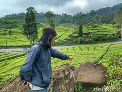 Video viral di kebun. Video di Batu Ciwidey.