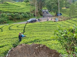 Ciwidey Ternoda, Perempuan Rekam Kemaluan di Kebun Teh