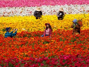 Menikmati Indahnya Warna-warni Bunga di California