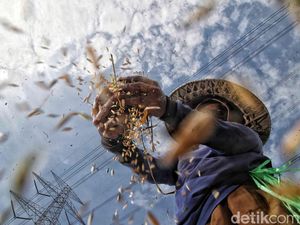 Ketahanan Pangan RI Diperkuat dengan Libatkan Masyarakat, Begini Caranya Ketahanan Pangan RI Diperkuat dengan Libatkan Masyarakat, Begini Caranya