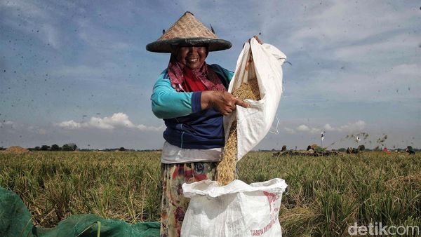 Panen! Begini Potret Semringah Petani Padi di Bekasi