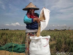 Akademisi Sebut Larangan Jual Gabah Keluar Lampung Tak Sesuai UU Pangan