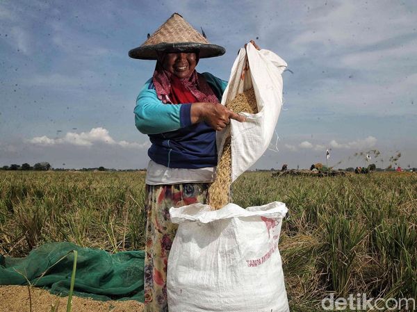 Panen! Begini Potret Semringah Petani Padi di Bekasi