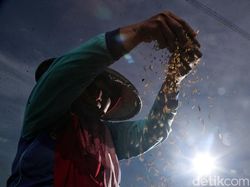 Akankah Kopdes Merah Putih Mampu Basmi Tengkulak?