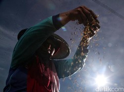 Akankah Kopdes Merah Putih Mampu Basmi Tengkulak?