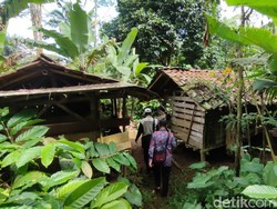 BKSDA Turun Tangan untuk Pastikan Keberadaan Ajag di Ciamis
