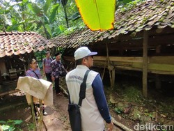 Geger Belasan Domba di Ciamis Mati gegara Ajag