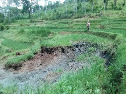 Sawah Terasering di Ponorogo Longsor, Dua Petak Milik Warga Terdampak