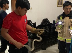 Ular Sanca 1 Meter Masuk Rumah Eks Kepala BPBD Sulbar, Damkar Evakuasi