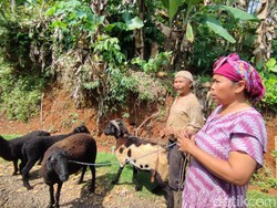Heboh Ajag Mangsa 17 Domba di Ciamis, Ternyata Ini Pelakunya
