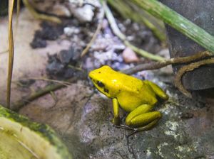 Amfibi Kini Makin Berisiko Punah, Ini Sebabnya