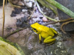 Amfibi Kini Makin Berisiko Punah, Ini Sebabnya