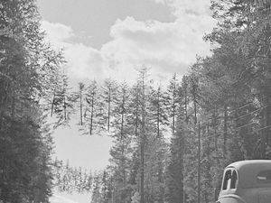 Foto Zaman Perang Dunia II Tampilkan Finlandia Punya Hutan Mengambang