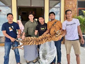 Hendak Jual Kulit Harimau, Warga Asal Sumbar Ditangkap di Jambi Hendak Jual Kulit Harimau, Warga Asal Sumbar Ditangkap di Jambi