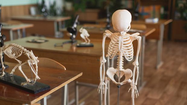 Microscope and animal skeleton on the table. Evolutionary theory. Study biology. Natural Sciences. School desk in class. Classroom. Laboratory at the university. Biolaboratory. Science.