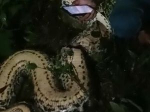 Dililit Ular Piton 7 Meter, Kakek Rasmin Tewas Nyaris Dimangsa