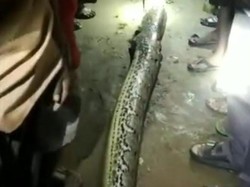 Nasib Ular Piton 7 Meter Usai Terpergok Memangsa Rasmin