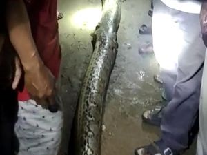 Penampakan Ular Piton 7 Meter yang Mangsa Kakek di Konawe Selatan