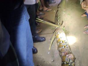 5 Fakta Kakek di Konawe Selatan Tewas Dililit Ular Piton 7 Meter di Kebun