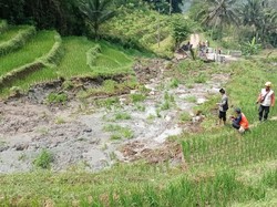 Empat Dugaan Penyebab Longsornya Sawah Terasering di Ponorogo