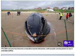 Pilu! Paus Sekarat di Pantai, Setelah Mati Jadi Atraksi Wisata