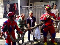 2 Sanca Besar hingga Biawak 2 Meter Ditangkap Damkar DKI dalam Semalam