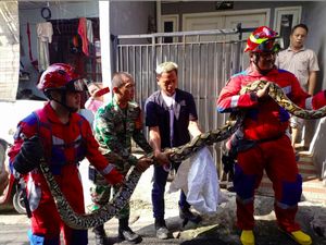 2 Sanca Besar hingga Biawak 2 Meter Ditangkap Damkar DKI dalam Semalam 2 Sanca Besar hingga Biawak 2 Meter Ditangkap Damkar DKI dalam Semalam