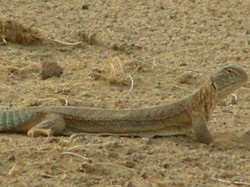 Hewan Ini Terancam Punah gegara Diburu untuk Obat Kuat