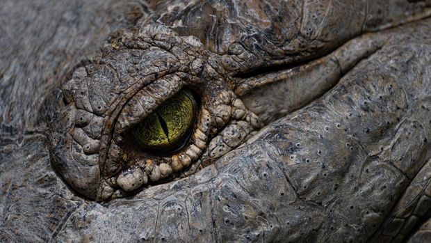An Orinoco Crocodile (Crocodylus intermedius) is pictured at the Leslie Pantin Zoo in Turmero, Aragua state, Venezuela on April 8, 2023. - Some 220 specimens of a crocodile native to Venezuela and Colombia are released into the waters of the Capanaparo River, which runs through both countries, after being bred in captivity to save this huge predator from extinction. The Orinoco Crocodile (Crocodylus intermedius), which can exceed 6 metres in length and 400 kilos in weight, is critically endangered according to the International Union for Conservation of Nature (IUCN), a level of alert before its disappearance in its natural habitat. (Photo by Federico PARRA / AFP)