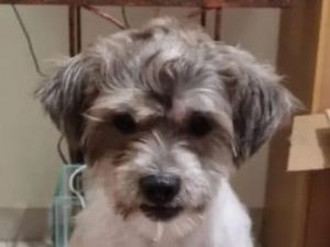 Anjing Warga di Jakbar Dicuri, Hendak Dijual Rp 2,5 Juta di Jatinegara