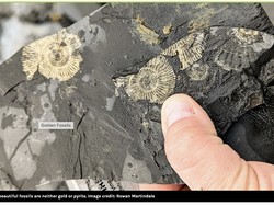 Fosil Emas Ungkap Cara Hewan Purba Bisa Jadi Fosil Utuh