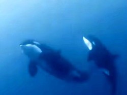 Penampakan Paus Orca yang Muncul di Laut Bolaang Mongondow Selatan Sulut