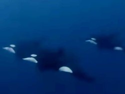 Fenomena Langka, Penyelam Bertemu Kawanan Paus Orca di Laut Bolsel Sulut