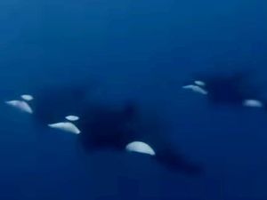 Fenomena Langka, Penyelam Bertemu Kawanan Paus Orca di Laut Bolsel Sulut Fenomena Langka, Penyelam Bertemu Kawanan Paus Orca di Laut Bolsel Sulut