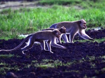 Populasi Menurun, Monyet Ekor Panjang Terancam Punah