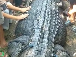 Ngeri! Buaya Raksasa yang Resahkan Nelayan Pantai Awang Ditangkap
