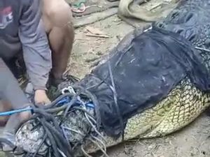 Penampakan Buaya Muara Raksasa di Pantai Awang yang Bikin Resah Penampakan Buaya Muara Raksasa di Pantai Awang yang Bikin Resah