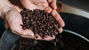 5 Fakta Kopi Flores Bajawa, Ditanam Belanda hingga Disajikan di KTT G20