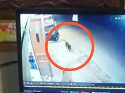 Kata Polisi Soal Rekaman CCTV Anjing Ngepet yang Hebohkan Warga Gowa