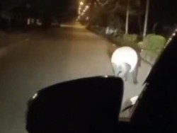 Viral, Tapir Tersesat di Kantor Bupati Pelalawan Riau!